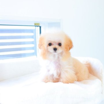 ちわぷーぷーぷー【栃木県・男の子・2024年10月22日・アプリコット】の写真「優しいお顔のコンパクトボディーのぼく♡」