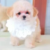 ティーカッププードル