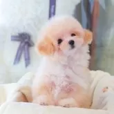 ティーカッププードル