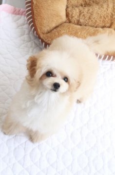 トイプードル(タイニー)【栃木県・男の子・2019年4月1日・アプリコット】の写真「おめめくりくり乙女顔のぼく♡」