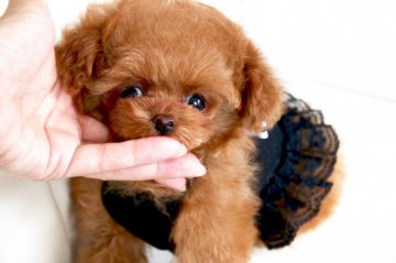 トイプードル(ティーカップ)【栃木県・男の子・2017年12月2日・レッド】の写真「おめめが大きくベビーフェイスな男の子♡」