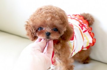 トイプードル(ティーカップ)【栃木県・女の子・2019年4月5日・レッド】の写真「かわいすぎるおちびなおんなのこ♡」