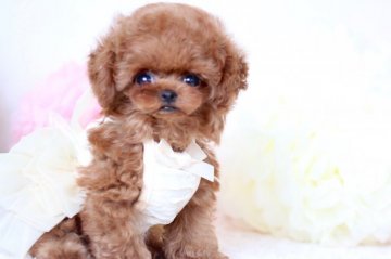 トイプードル(ティーカップ)【栃木県・女の子・2018年4月16日・レッド】の写真「ティーカップ予想、おめめがとっても大きな女の子♡」