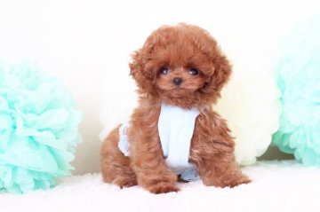トイプードル(ティーカップ)【栃木県・男の子・2018年4月16日・レッド】の写真「ティーカップ予想　とびきりかわいい小さなぼくちゃん」