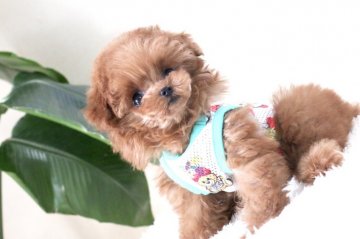 トイプードル(ティーカップ)【栃木県・男の子・2019年1月18日・レッド】の写真「お鼻どん詰まりのかわいいおとこのこです☆.。」