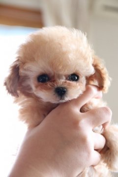 トイプードル(ティーカップ)【栃木県・男の子・2017年12月11日・アプリコット】の写真「ティーカップ予想　スペシャルなちびちび男の子♡」