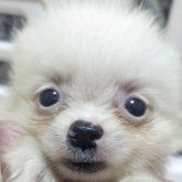 ポメラニアン