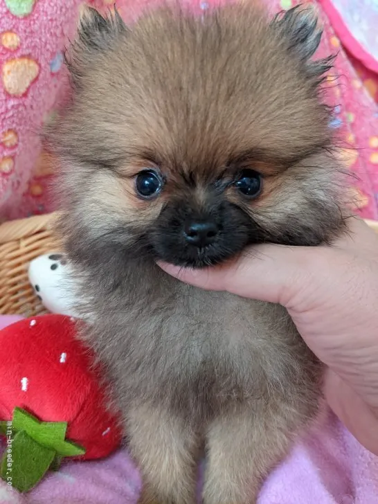 ID:2106-01682の子犬