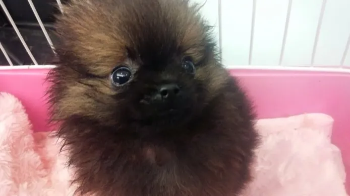 ID:1410-01191の子犬