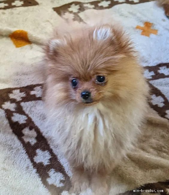 ID：2102-01819の子犬