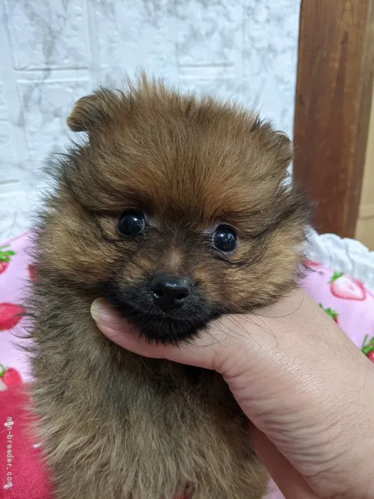 ID:2108-03154の子犬