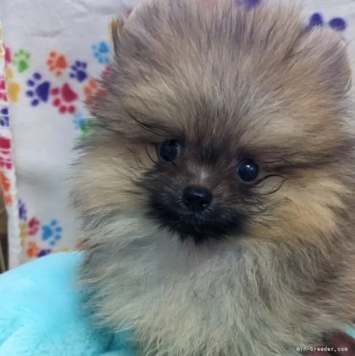 ID：2309-00829の子犬