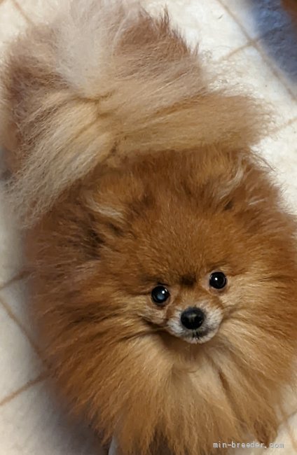 ポメラニアン【・男の子・2016年10月2日・オレンジ】