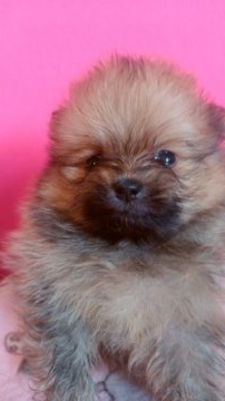 ポメラニアン【神奈川県・男の子・2019年2月6日・オレンジ】の写真「将来たのしみな、可愛い男の子😆😆❤❤」