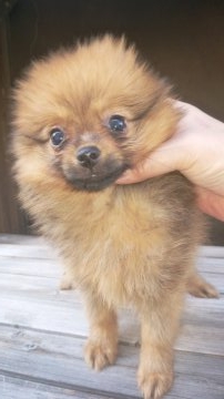 ポメラニアン【神奈川県・女の子・2018年9月24日・オレンジセーブル】の写真「激カワレディー❤　血統優秀」
