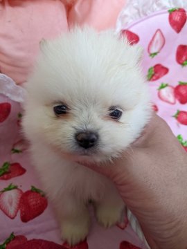 ポメラニアン【神奈川県・女の子・2021年11月20日・ホワイト】の写真「ホワイト有名犬舎の両親から生まれた♥️女の子♥️」