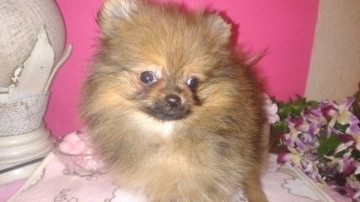 ポメラニアン【神奈川県・男の子・2018年9月24日・オレンジ】の写真「モコモコまん丸　可愛い男の子❤」