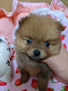 ポメラニアン【神奈川県・男の子・2021年11月16日・オレンジ】の写真「可愛らしいお顔なので、将来が楽しみな男の子♥️」
