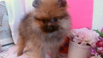 ポメラニアン【神奈川県・女の子・2019年2月2日・オレンジ】の写真「モコモコ可愛い女の子❤」