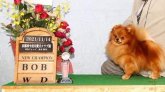 ポメラニアン【・男の子・2020年12月16日・オレンジ】