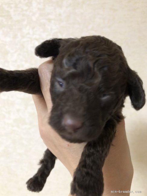 村上昌希子ブリーダーのブログ：ブラウン生まれてます