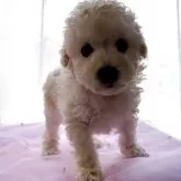 トイプードル(トイ)【広島県・女の子・2025年5月8日・ホワイト】の写真2