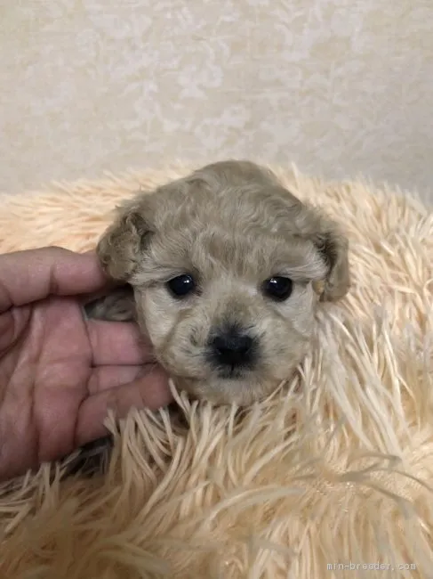 ID：2012-03262の子犬
