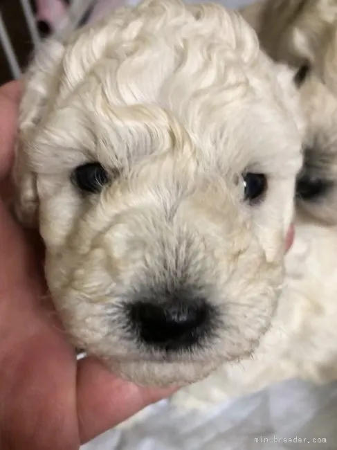 ちぃママ 様のお迎えした子犬