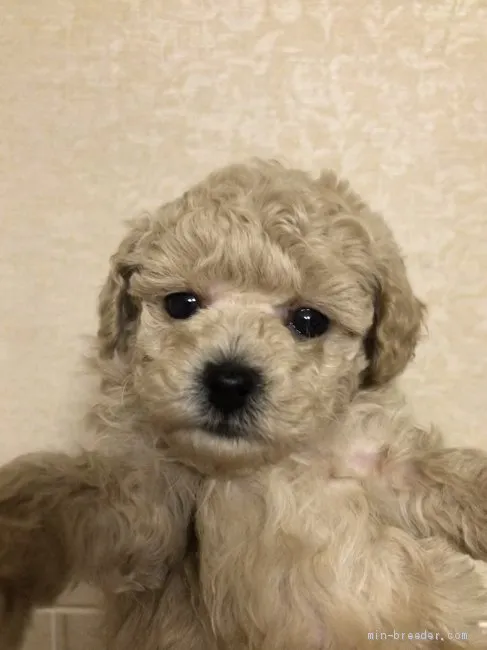 あき 様のお迎えした子犬