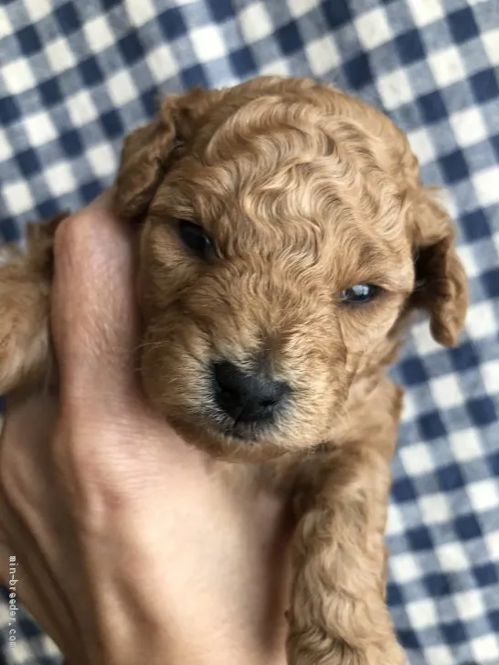 T.K 様のお迎えした子犬