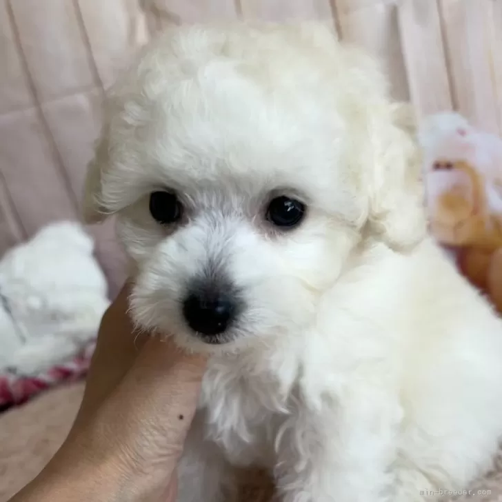 N.A 様のお迎えした子犬