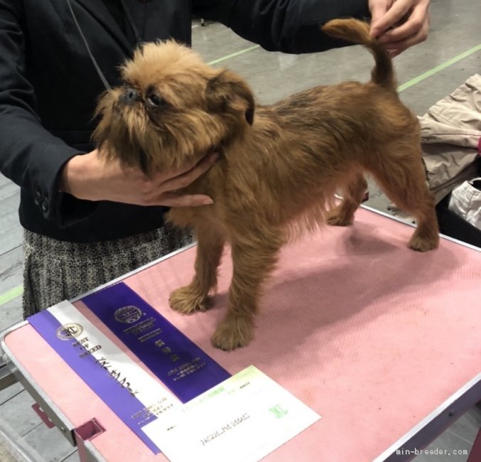 受賞犬紹介 みんなのブリーダー 受賞犬紹介 みんなのブリーダー