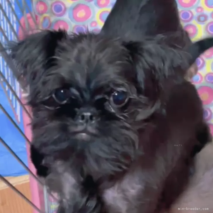 ID:2312-04841の子犬