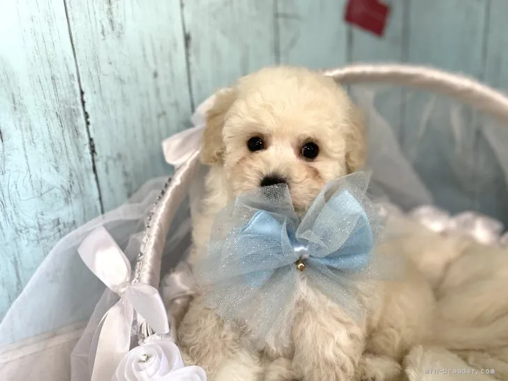 ID：2105-00274の子犬