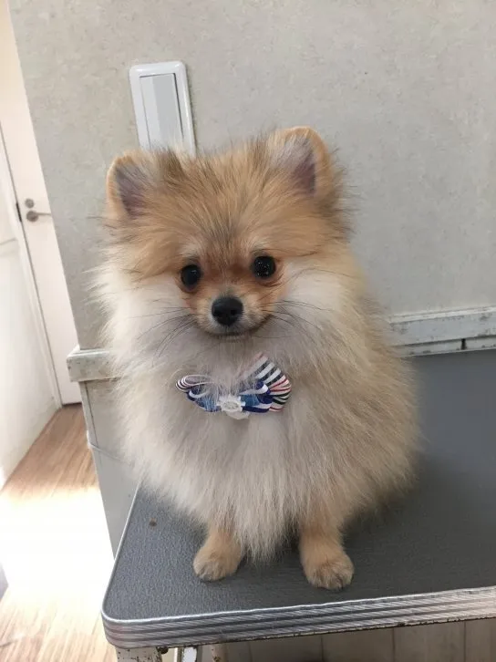 ID：1608-00061の子犬