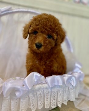 トイプードル(トイ)【福岡県・女の子・2020年6月18日・レッド】の写真「お目目も体もまん丸ちゃん！とっても元気なやんちゃ娘」