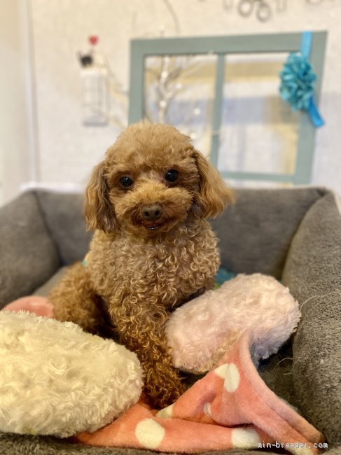 タイニープードル【・男の子・2014年6月14日・レッド】