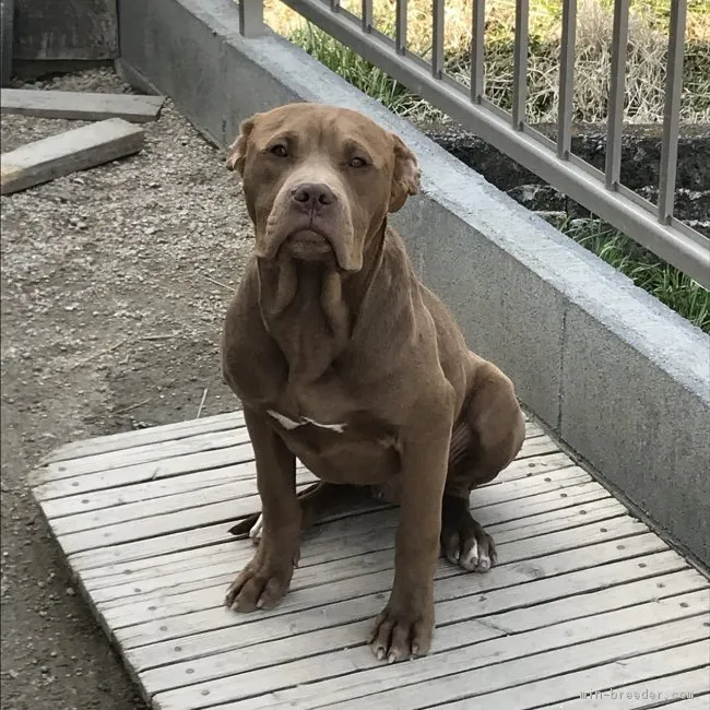 ID:1711-01524の子犬