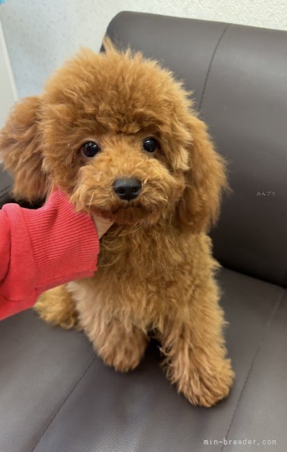 鑪利枝ブリーダーのブログ：子犬　お腹撫でて〜と仰向けになる可愛い子です