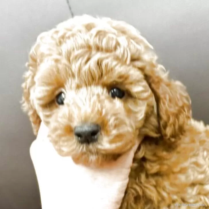 トイプードル(トイ)【神奈川県・男の子・2025年7月21日・レッド】の写真1