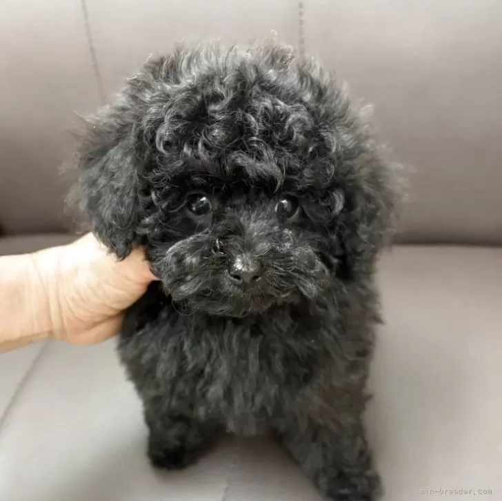 JJ 様のお迎えした子犬