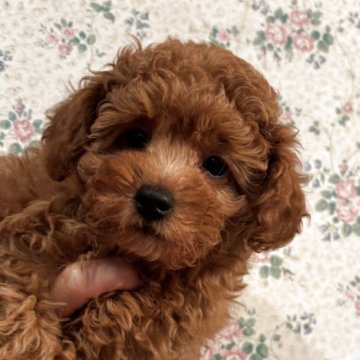 トイプードル(タイニー)【神奈川県・女の子・2025年8月23日・レッド】の写真「人懐こく人間も犬も大好き♪遺伝性疾患無」