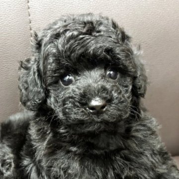 トイプードル(トイ)【神奈川県・女の子・2025年6月19日・ブラック】の写真「人懐こく人間も犬も大好き♪遺伝性疾患無」