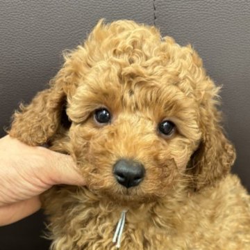 トイプードル(トイ)【神奈川県・男の子・2025年8月23日・レッド】の写真「人懐こく人間も犬も大好き♪遺伝性疾患無」