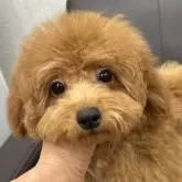 タイニープードル