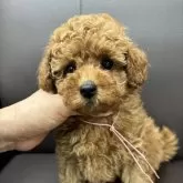 タイニープードル【神奈川県・女の子・2025年8月23日・レッド】の写真5