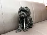 トイプードル(トイ)【神奈川県・女の子・2025年8月6日・ブラック】の写真5