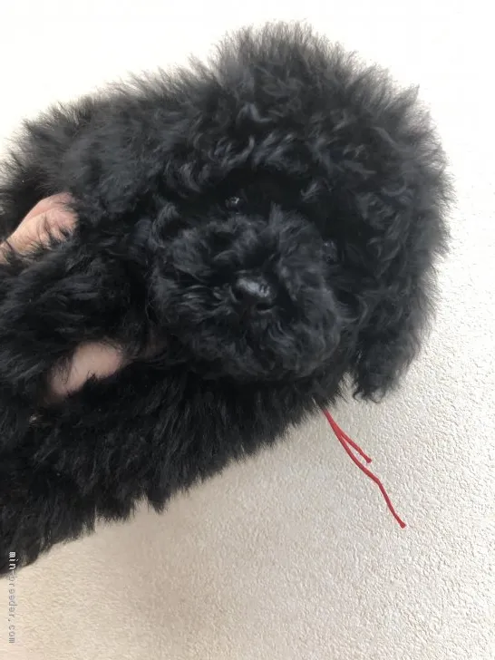 ID:2102-02054の子犬