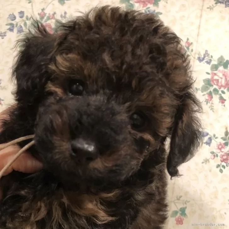 ID：2407-00523の子犬