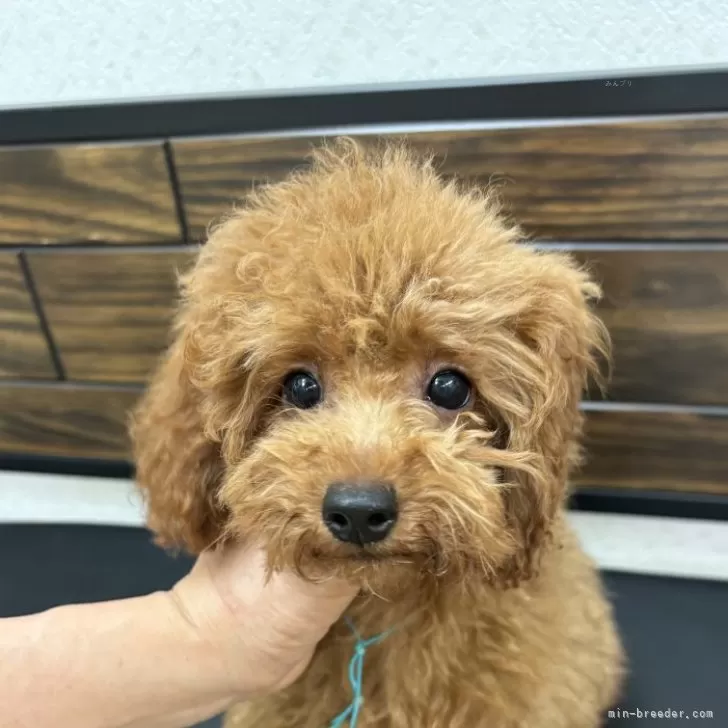 ID:2407-05289の子犬